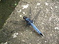 120px-Blue_dragonfly_Kamakura_Japan
